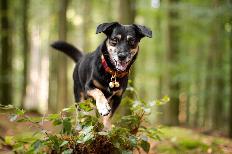 Beau's Bells 2 Extra Loud Cat & Dog Bells | Pet Tracker | Save Birds & Wildlife | Luxury Handmade Copper (Medium) - Image 4